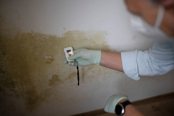 Best Localized Mold Remediation (e.g., coastal areas, humid climates) in Belmont, MS