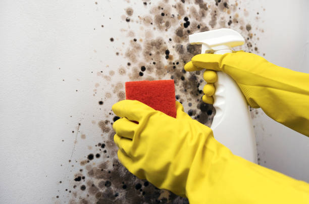 Best White Mold Remediation in Belmont, MS