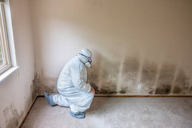 Best Black Mold Remediation in Belmont, MS