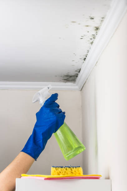 Best Bathroom Mold Remediation in Belmont, MS